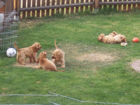 E-Wurf 13Wo-Alle1.jpg